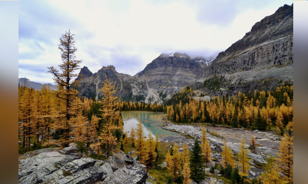 Montagnes Rocheuses avec arbres dorés